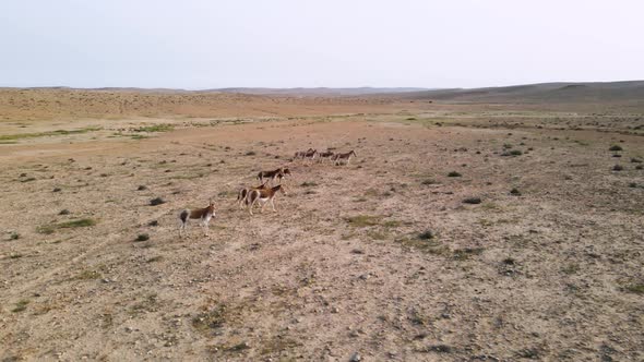 Drone descending orbit around of a group of wild donkeys or asses in the desert on a sunny day with alt