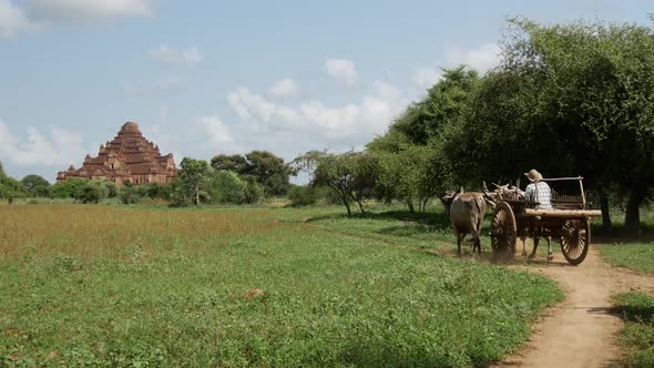 Farmers with cows and carriage driving towards Dhammayan Gyi Temple alt