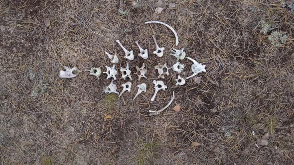 Old Animal Bones on the Grass in the Forest