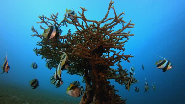 Blue Water background Butterflyfish alt