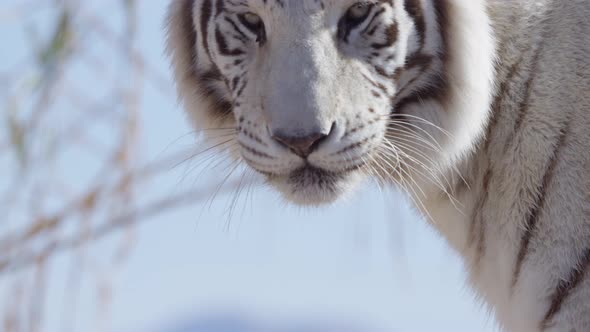 White tiger stalking in front of natural background alt