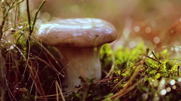 Mushroom Boletus In a Sunny Forest in the Rain alt