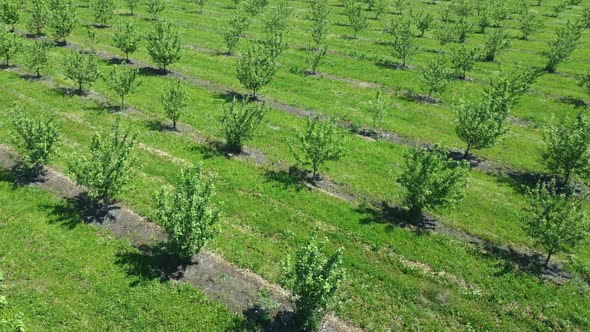 Apple Orchard View From a Height Trees Planted in Straight Rows