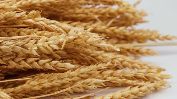 Golden wheat lies on a white table. Rye stalks on a white background.