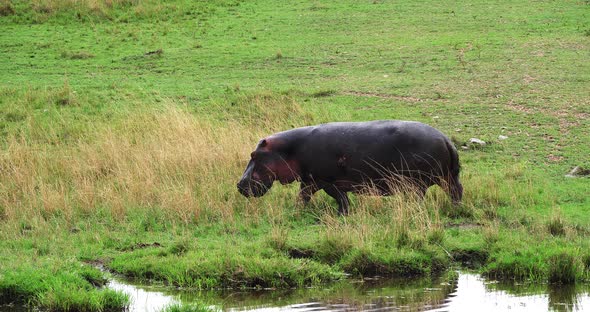 Hippopotamus, hippopotamus amphibius, Adult walking, Masai Mara park in Kenya, Real Time 4K alt