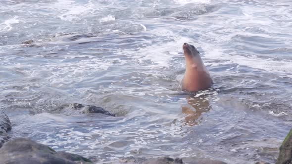 Wild Seal Swimming in Water Sea Lion By Rocky Ocean Beach California Wildlife