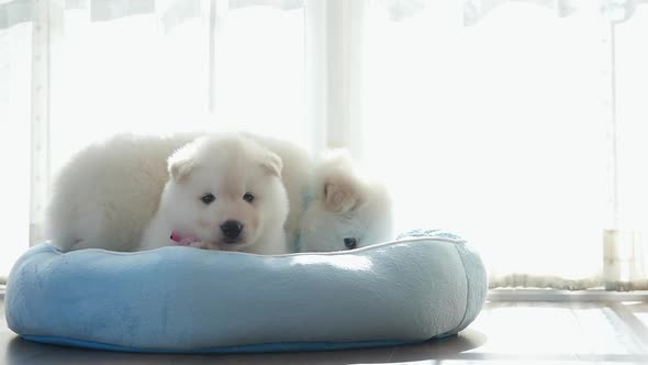 Two Of Siberian Husky Puppies On Pet Bed Under Sunlight Slow Motion  alt