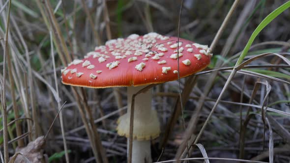 The Fly Agaric or Amanita Muscaria in the Autumn Forest
