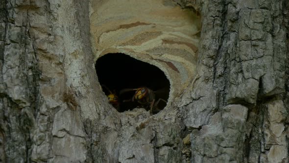 Hornet Fly Out Nest Slow Motion