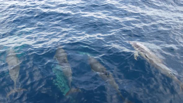 Pod of Dolphins in Freedom Pacific Ocean Blue Water