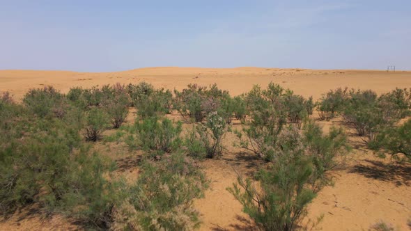 Green Shrubs in Horizonless Sandy Desert or Steppe in Kalmykia Russia