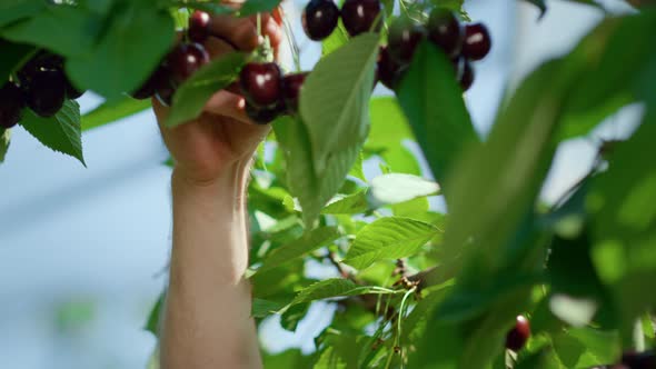 Man Farmer Collecting Cherry Branches in Sunny Countryside Plantation Portrait alt