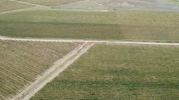 Vineyards on Farm. South African Wine. Grapevines and Vineyards Overhead Aerial View From Above Whil alt