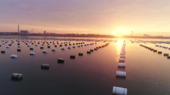 Oyster Farm in Sunset alt