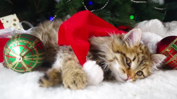 Little cute kittens by the Christmas tree