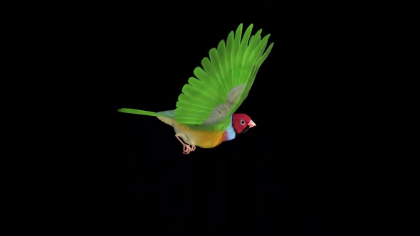 Rainbow Finch - Flying Bird - Side View - Transparent Loop