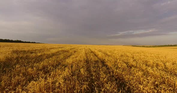 Camera Flight Over the Wheat Field