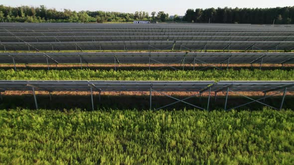 Aerial View of Solar Farm on the Green Field at Sunset Time Solar Panels in Row alt