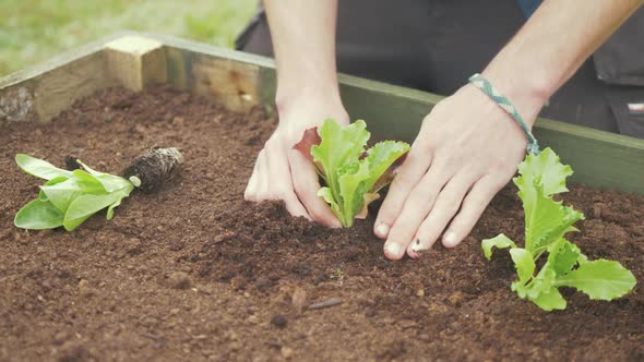 Transplanting lettuce into raised garden bed young male gardener alt