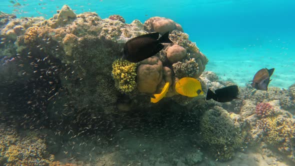 Tropical underwater sea fishes on coral, Marsa Alam Egypt alt