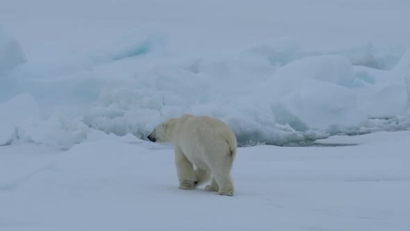 Polar Bear Walking in an Arctic