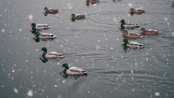 Ducks in winter on the lake with snowfall. snowflakes.