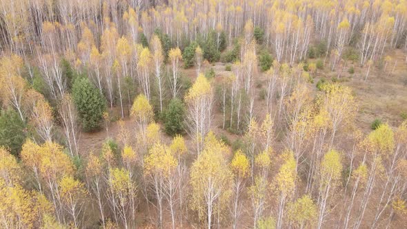 Forest with Trees in the Fall alt