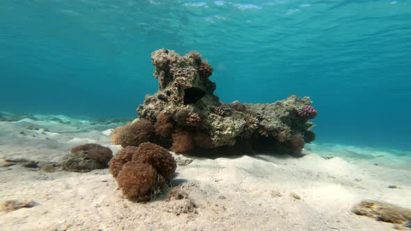 Coral and Fish in the Red Sea alt
