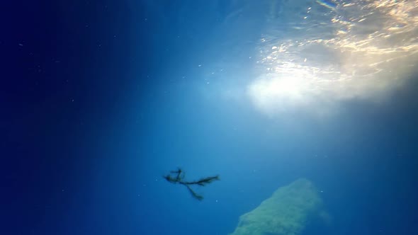 Underwater photography. A large turtle and a shark swim in the depths of the ocean.