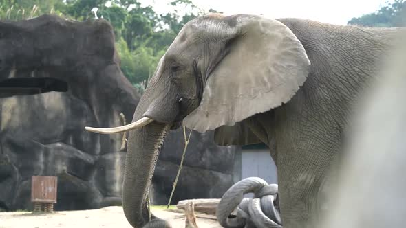 Footage of Elephant The Largest Land Animal from head to butt. alt