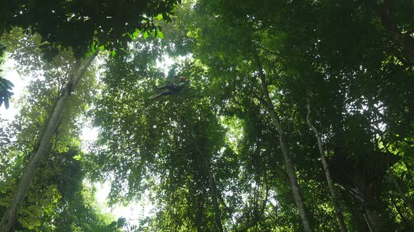 Man Zip Line Flight In Jungle alt