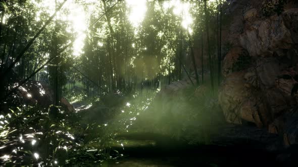 Lush Green Leaves of Bamboo Near the Shore of a Pond with Stones. alt