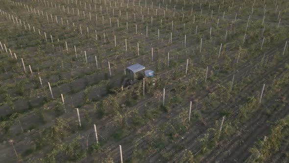 Aerial view farmer on tractor mowing weeds between rows of grapevines in vineyard landscape alt