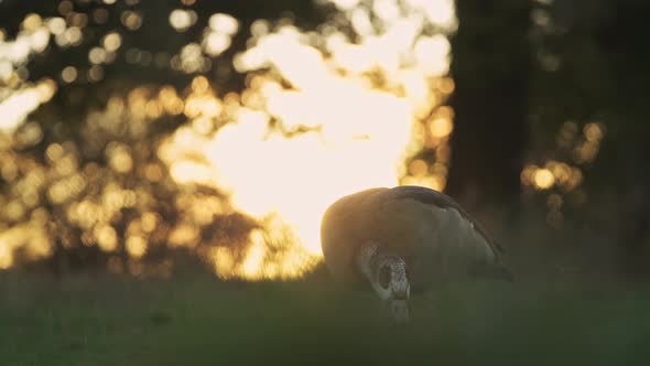 Egyptian Goose (alopochen aegyptiaca), British wildlife and birds in Richmond Park at sunset in Lond alt