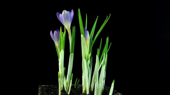 Timelapse of Several Violet Crocuses Flowers Grow Blooming and Fading on Black Background alt