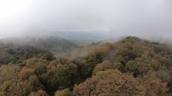 Sabaduri Mountain. Autumn forest. Georgia alt
