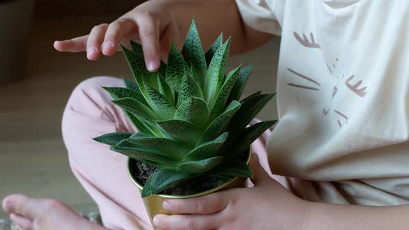 Child touching an amazing green tropical plant in a golden pot
