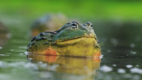 Closeup Of Adult Male African Bullfrog, Pixie Frog In The Water Makes A Mating Call. alt