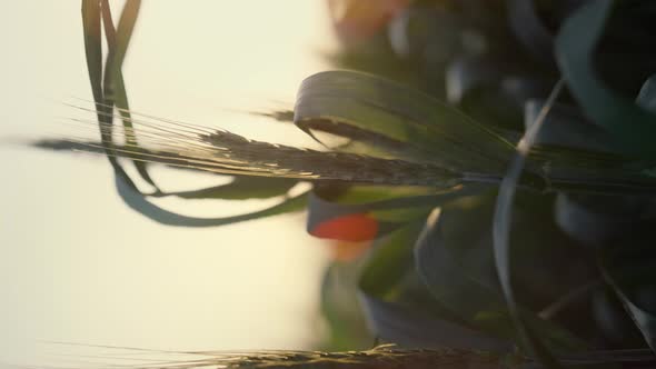 Unripe Wheat Ears Sunset Closeup alt