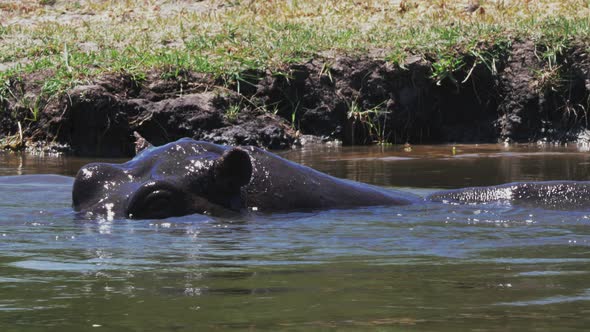 A hippo raising it's head above the water by the riverbank - close up alt