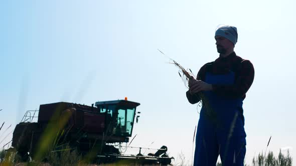 Agrotechnician Is Observing a Wisp of Wheat alt