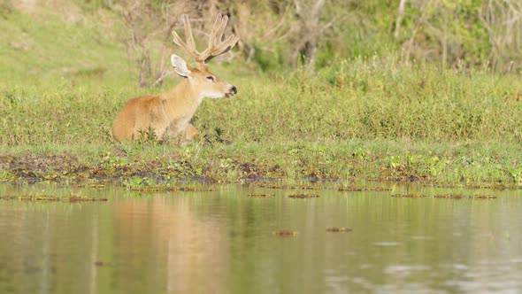 Marsh deer, blastocerus dichotomus resting on the riverbank, occasionally rotate its ears to scan an alt
