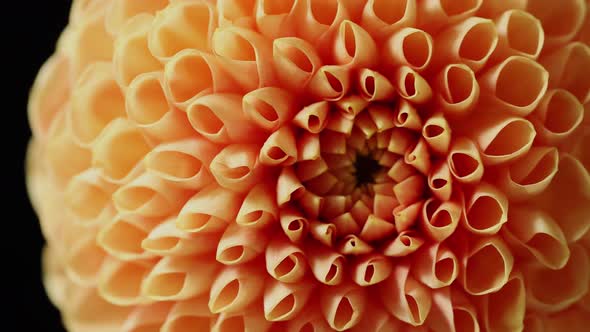Macro Shoot of a Beautiful Dahlia alt