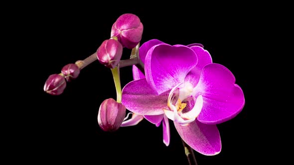 Blooming Purple Orchid Phalaenopsis Flower alt