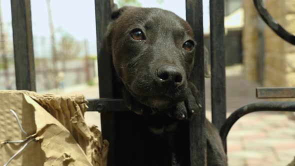 Close-up of a cute cuddly black puppy poking his head through the bars of a black lattice alt