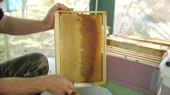 Honey Production Concept alt