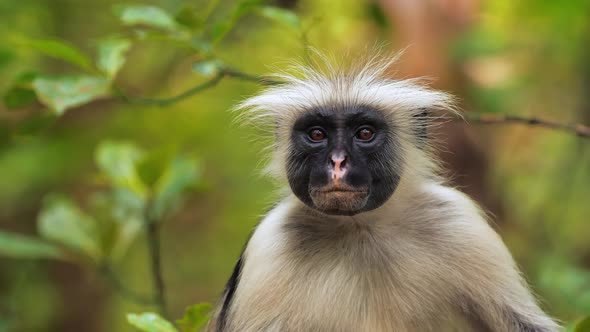 Red Colobus Monkey Sitting on Tree and Resting Visible Dark Face alt