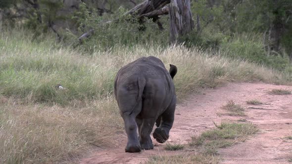 A curious White Rhino calf explores a dirt road in the African back country. alt