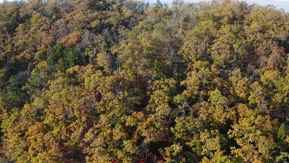 A Drone View Ascending Along a Colorful Forest with Changing Autumn Leaves alt