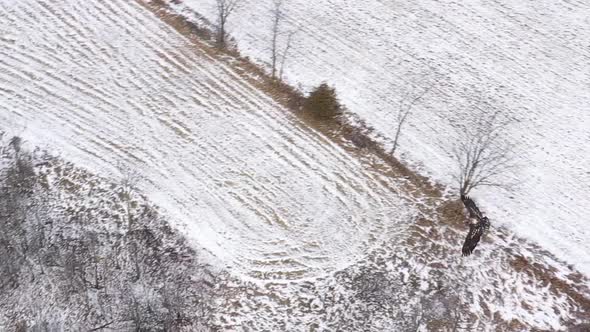 bald eagle juvenile flying under camera super slomo beautiful winter scene alt